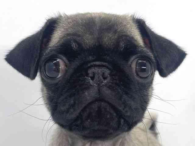 兵庫県のパグ (ひごペットフレンドリーイオンタウン加古川店/2025年11月24日生まれ/女の子/フォーン)の子犬の1枚目の画像