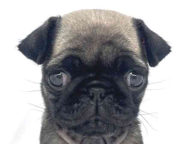 兵庫県のパグ (ひごペットフレンドリーイオンタウン加古川店/2025年11月24日生まれ/女の子/フォーン)の子犬の1枚目の画像