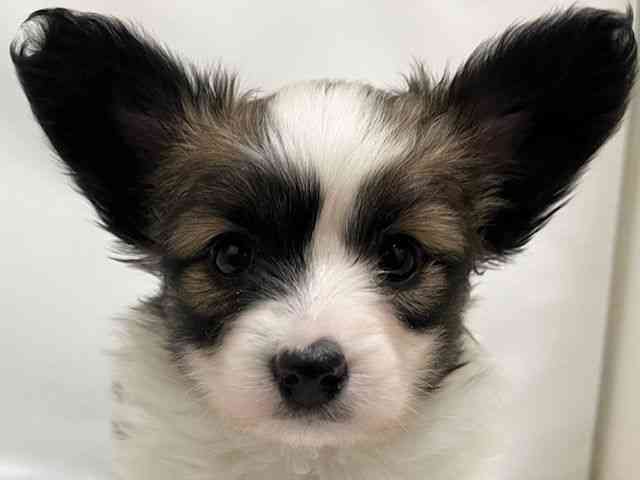 和歌山県のパピヨン (ひごペットフレンドリーパームシティ和歌山店/2025年11月25日生まれ/女の子/ホワイトブラウン)の子犬の1枚目の画像