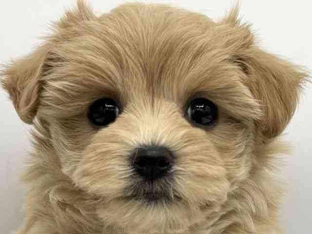 大阪府のマルプー(マルチーズ×プードル) (ひごペットフレンドリーららぽーとEXPOCITY店/2025年11月24日生まれ/女の子/アプリコット)の子犬