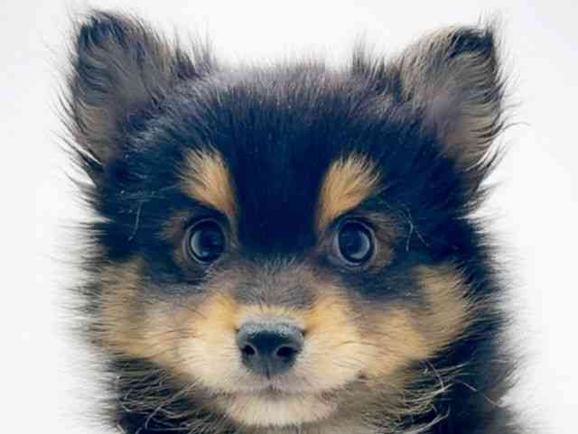 広島県のハーフ犬・ミックス犬 (ひごペットフレンドリーフジグラン神辺店/2025年11月25日生まれ/男の子/ブラックタンホワイト)の子犬の1枚目の画像