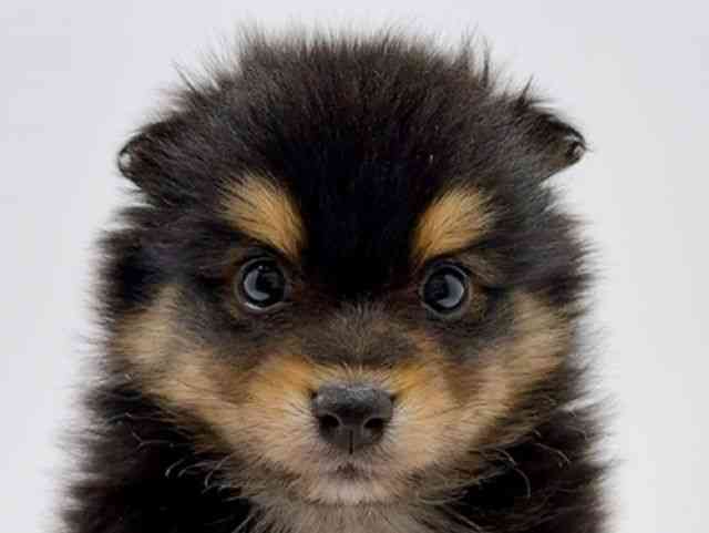 広島県のハーフ犬・ミックス犬 (ひごペットフレンドリーフジグラン神辺店/2025年11月25日生まれ/男の子/ブラックタンホワイト)の子犬の1枚目の画像