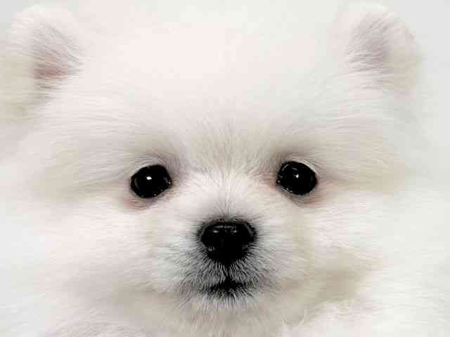 京都府のポメラニアン (ひごペットフレンドリーイズミヤショッピングセンター八幡店/2025年11月24日生まれ/男の子/クリーム)の子犬の1枚目の画像