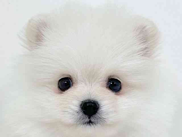 京都府のポメラニアン (ひごペットフレンドリーイズミヤショッピングセンター八幡店/2025年11月24日生まれ/男の子/クリーム)の子犬