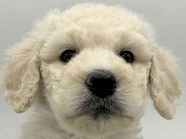 大阪府のゴールデンドゥードゥル(ゴールデン×プードル) (ひごペットフレンドリーららぽーとEXPOCITY店/2025年11月24日生まれ/女の子/クリーム)の子犬の1枚目の画像
