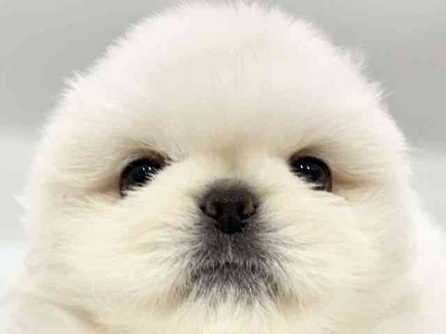 大阪府のペキマル/マルペキ(ペキニーズ×マルチーズ) (ひごペットフレンドリーイオンタウン豊中庄内店/2025年11月22日生まれ/男の子/ホワイトクリーム)の子犬の1枚目の画像