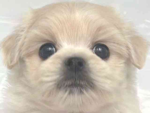 大阪府のペキマル/マルペキ(ペキニーズ×マルチーズ) (ひごペットフレンドリー岸和田店/2025年11月22日生まれ/男の子/ホワイトクリーム)の子犬