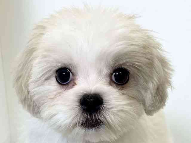 大阪府のペキマル/マルペキ(ペキニーズ×マルチーズ) (ひごペットフレンドリーアクロスプラザ住之江店/2025年11月22日生まれ/女の子/ホワイトクリーム)の子犬の1枚目の画像