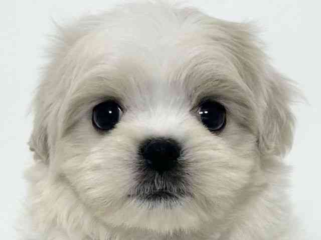 大阪府のペキマル/マルペキ(ペキニーズ×マルチーズ) (ひごペットフレンドリーアクロスプラザ住之江店/2025年11月22日生まれ/女の子/ホワイトクリーム)の子犬の1枚目の画像