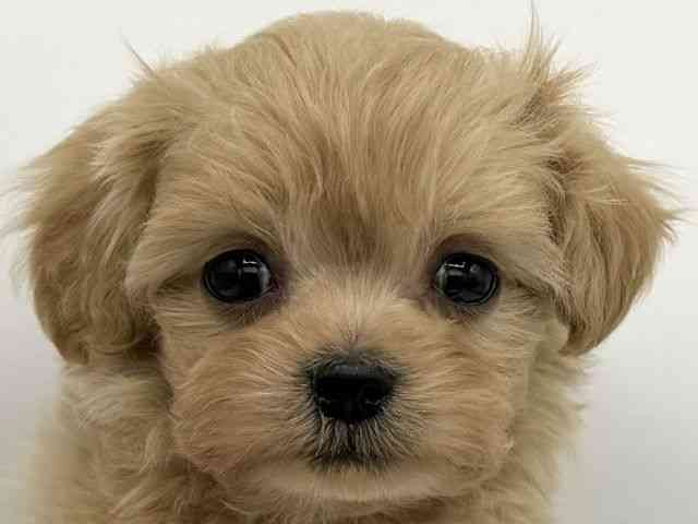 大阪府のチワプー/プーチー(チワワ×プードル) (ひごペットフレンドリーららぽーとEXPOCITY店/2025年11月25日生まれ/男の子/アプリコット)の子犬の1枚目の画像