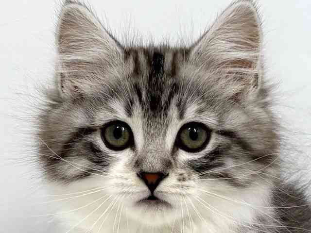 大阪府のマンチカン (ひごペットフレンドリーベルファⅡ都島店/2025年11月10日生まれ/女の子/シルバータビーホワイト)の子猫