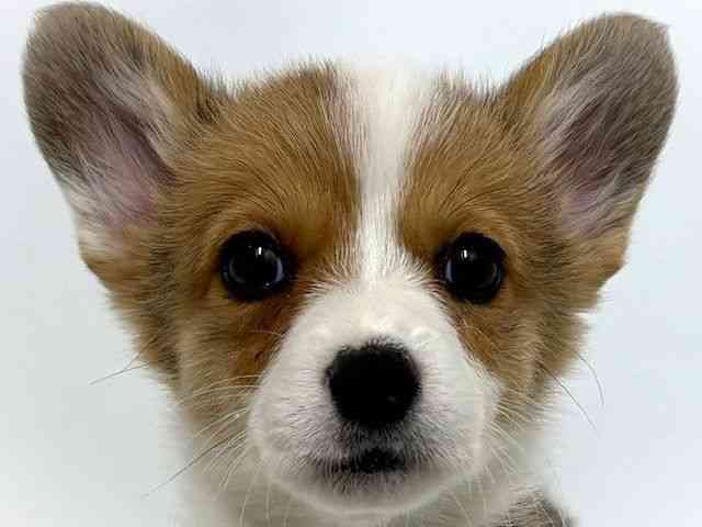 大阪府のウェルシュコーギーペンブローク (ひごペットフレンドリーベルファⅡ都島店/2025年11月24日生まれ/女の子/セーブルホワイト)の子犬の1枚目の画像