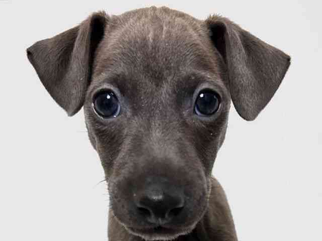 大阪府のイタリアングレーハウンド (ひごペットフレンドリーアクロスプラザ住之江店/2025年11月20日生まれ/男の子/ブルーホワイト)の子犬の1枚目の画像