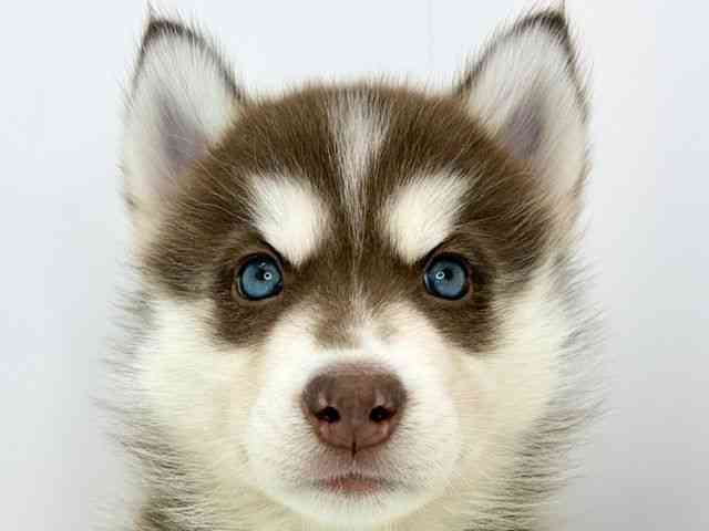 愛知県のシベリアンハスキー (ひごペットフレンドリーイトーヨーカドー知多店/2025年11月3日生まれ/男の子/チョコレートホワイト)の子犬の1枚目の画像