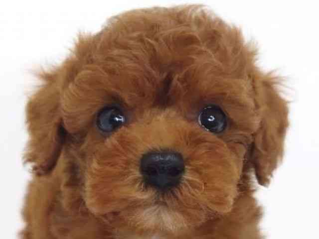 大阪府のトイプードル(トイ) (ひごペットフレンドリーいこらもーる泉佐野店/2025年11月26日生まれ/男の子/レッドフォーン)の子犬