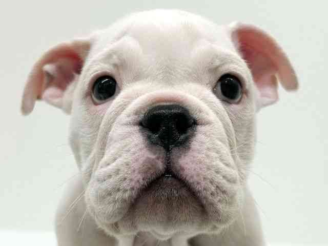 兵庫県のブルドッグ (ひごペットフレンドリーブルメールHAT神戸店/2025年11月18日生まれ/女の子/ホワイト)の子犬