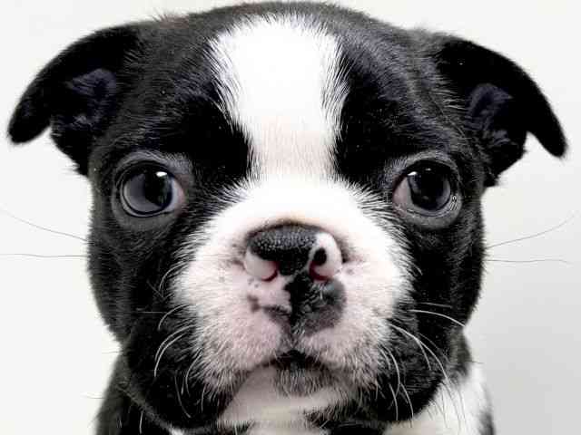 京都府のボストンテリア (ひごペットフレンドリーイズミヤショッピングセンター八幡店/2025年11月25日生まれ/男の子/ボストンカラー)の子犬の1枚目の画像