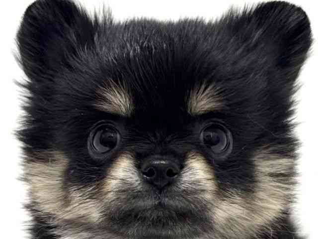 大阪府のポメチワ/チワポメ/ポメチー(ポメラニアン×チワワ) (ひごペットフレンドリーくずはモール店/2025年11月26日生まれ/女の子/ブラックタンホワイト)の子犬の1枚目の画像