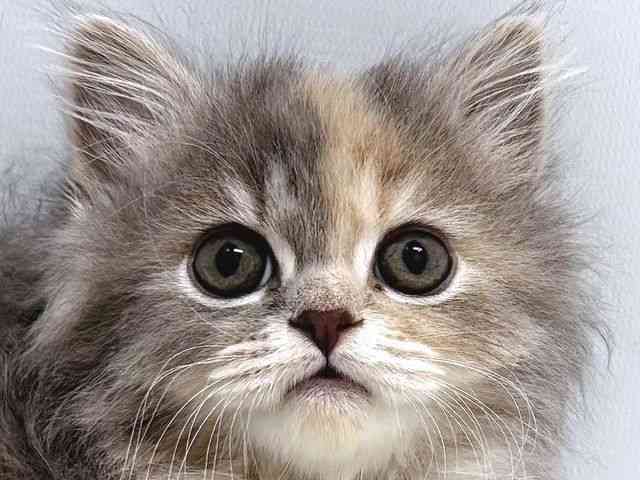 奈良県のスコティッシュフォールド (ひごペットフレンドリー奈良パワーシティ店/2025年11月26日生まれ/女の子/ブルーパッチドタビー)の子猫の1枚目の画像