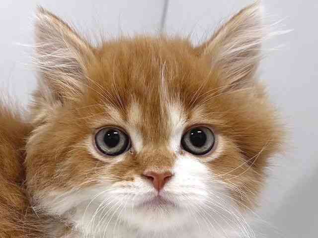 奈良県のスコティッシュフォールド (ひごペットフレンドリー奈良パワーシティ店/2025年11月26日生まれ/男の子/レッドタビーホワイト)の子猫の1枚目の画像