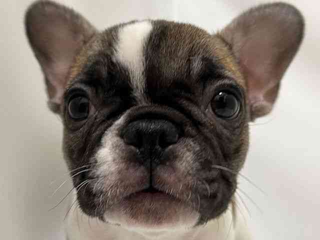 和歌山県のフレンチブルドッグ (ひごペットフレンドリーパームシティ和歌山店/2025年11月23日生まれ/女の子/パイド)の子犬の1枚目の画像