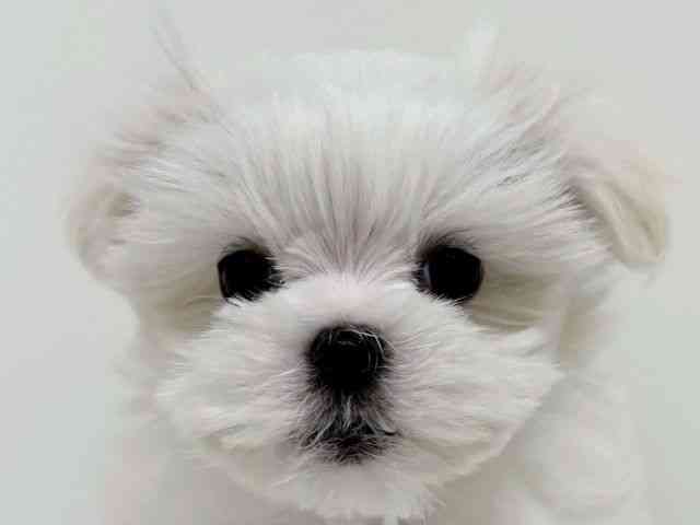 福岡県のマルチーズ (ひごペットフレンドリーリバーウォーク北九州店/2025年11月26日生まれ/女の子/ホワイト)の子犬の1枚目の画像