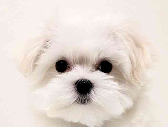 福岡県のマルチーズ (ひごペットフレンドリーリバーウォーク北九州店/2025年11月26日生まれ/女の子/ホワイト)の子犬の1枚目の画像