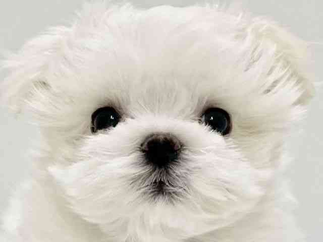 高知県のマルチーズ (ひごペットフレンドリーイオンモール高知店/2025年11月26日生まれ/男の子/ホワイト)の子犬の1枚目の画像