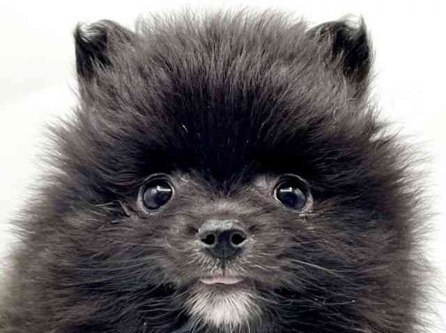 奈良県のポメラニアン (ひごペットフレンドリートナリエ大和高田店/2025年11月25日生まれ/女の子/ブラックホワイト)の子犬の1枚目の画像