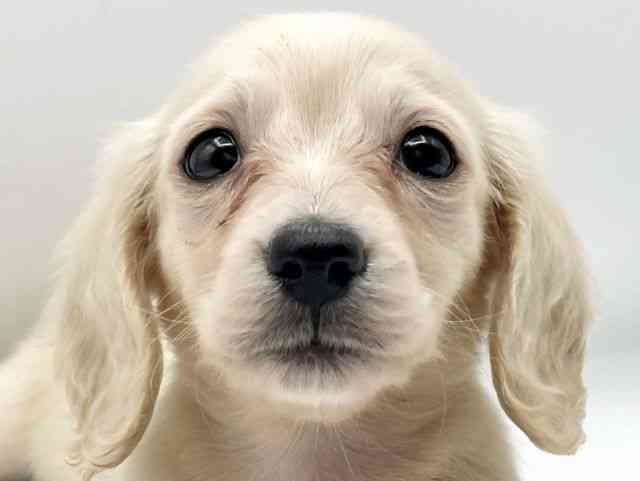 奈良県のミニチュアダックスフンド(ロング) (ひごペットフレンドリートナリエ大和高田店/2025年11月26日生まれ/女の子/イエロー)の子犬の1枚目の画像