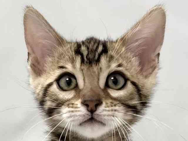 大阪府のベンガル (ひごペットフレンドリー堺プラットプラット店/2025年11月25日生まれ/男の子/ブラウンスポットタビー)の子猫の1枚目の画像