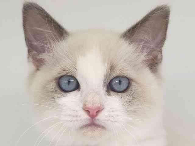 大阪府のラグドール (ひごペットフレンドリー泉ヶ丘店/2025年11月12日生まれ/男の子/ブルーポイントバイカラー)の子猫の1枚目の画像