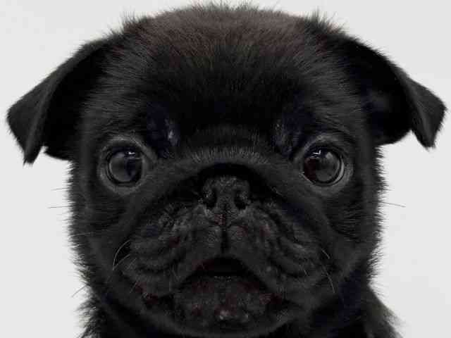 大阪府のパグ (ひごペットフレンドリーららぽーとEXPOCITY店/2025年11月27日生まれ/男の子/ブラック)の子犬の1枚目の画像