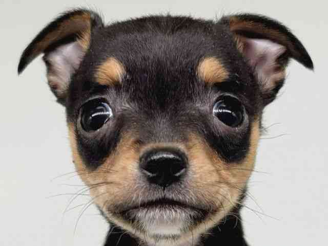 大阪府のチワピン(チワワ×ミニチュアピンシャー) (ひごペットフレンドリー瓜破店/2025年11月25日生まれ/女の子/ブラックタン)の子犬の1枚目の画像