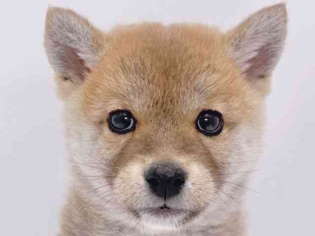 大阪府の柴犬(標準サイズ) (ひごペットフレンドリーイズミヤショッピングセンター千里丘店/2025年11月26日生まれ/男の子/赤)の子犬の1枚目の画像