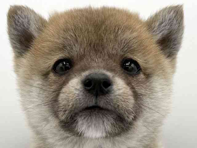 大阪府の柴犬(標準サイズ) (ひごペットフレンドリーららぽーとEXPOCITY店/2025年11月26日生まれ/男の子/赤)の子犬の1枚目の画像