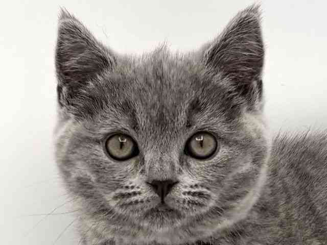 兵庫県のブリティッシュショートヘアー (ひごペットフレンドリークラウンパーク伊丹店/2025年11月26日生まれ/女の子/ブルー)の子猫の1枚目の画像