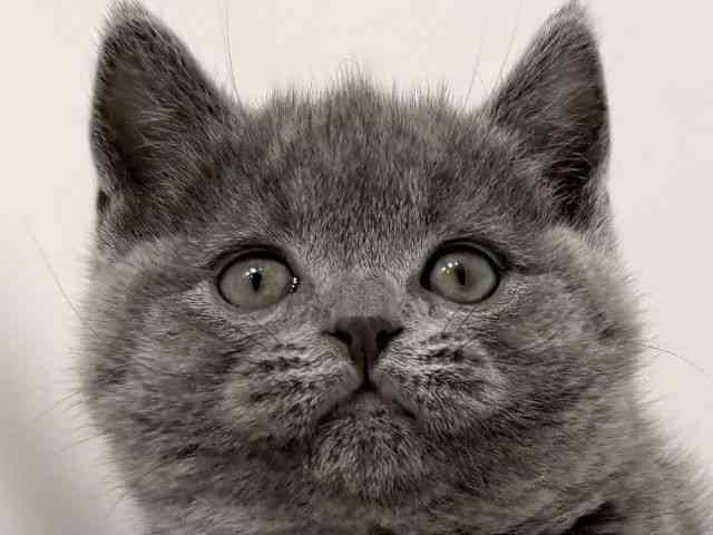 大阪府のブリティッシュショートヘアー (ひごペットフレンドリーイオン高槻店/2025年11月26日生まれ/男の子/ブルー)の子猫