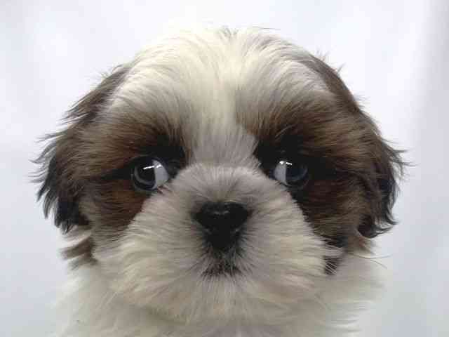 兵庫県のシーズー (ひごペットフレンドリーイオンタウン加古川店/2025年11月25日生まれ/男の子/ゴールドホワイト)の子犬の1枚目の画像