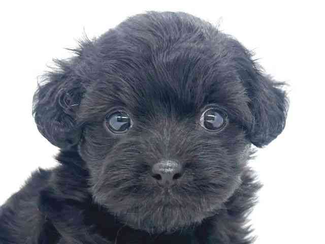 兵庫県のチワプー/プーチー(チワワ×プードル) (ひごペットフレンドリーイオンタウン加古川店/2025年11月25日生まれ/女の子/ブラック)の子犬