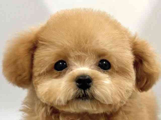 京都府のトイプードル(トイ) (ひごペットフレンドリー京都店/2025年11月26日生まれ/女の子/オレンジフォーン)の子犬の1枚目の画像