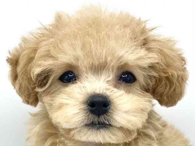 大阪府のトイプードル(トイ) (ひごペットフレンドリーららぽーとEXPOCITY店/2025年11月26日生まれ/女の子/オレンジフォーン)の子犬の1枚目の画像