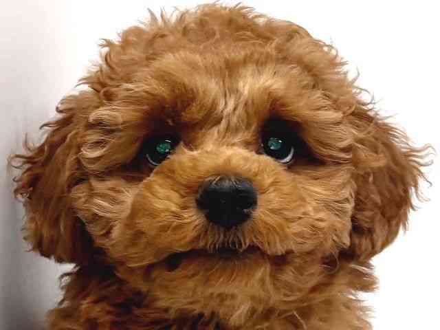 奈良県のトイプードル(トイ) (ひごペットフレンドリー奈良パワーシティ店/2025年11月26日生まれ/女の子/レッドフォーン)の子犬の1枚目の画像