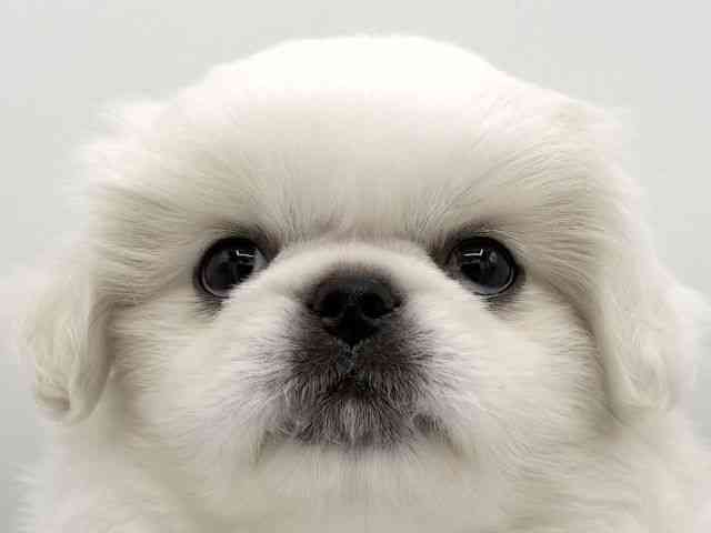 大阪府のペキニーズ (ひごペットフレンドリーららぽーとEXPOCITY店/2025年11月26日生まれ/男の子/ホワイト)の子犬の1枚目の画像