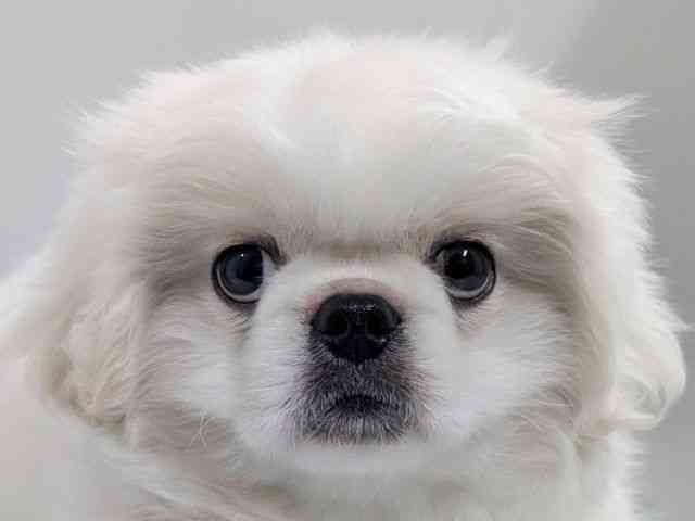 京都府のペキニーズ (ひごペットフレンドリー京都店/2025年11月26日生まれ/男の子/ホワイト)の子犬の1枚目の画像