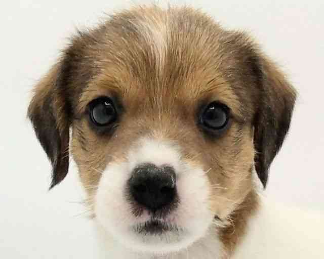 兵庫県のジャックラッセルテリア (ひごペットフレンドリークラウンパーク伊丹店/2025年11月15日生まれ/男の子/ホワイトタン)の子犬の1枚目の画像