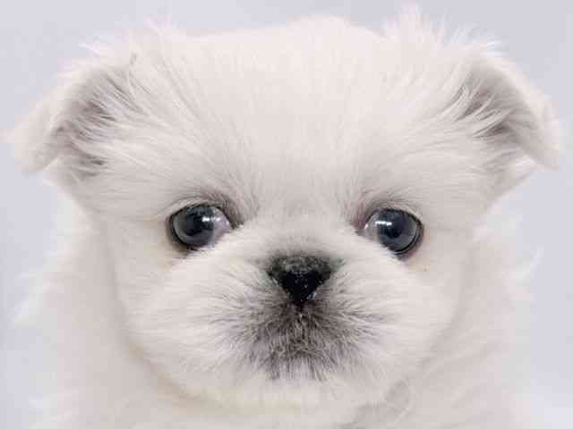 大阪府のペキニーズ (ひごペットフレンドリーイズミヤショッピングセンター千里丘店/2025年11月30日生まれ/女の子/ホワイト)の子犬