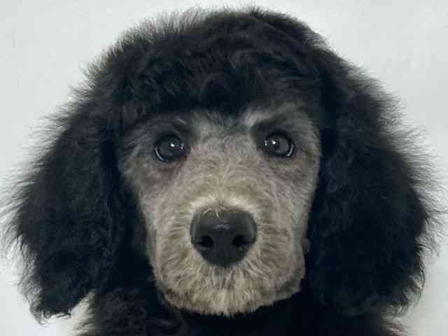 大阪府のスタンダードプードル (ひごペットフレンドリーアクロスプラザ住之江店/2025年11月26日生まれ/男の子/シルバー)の子犬の1枚目の画像