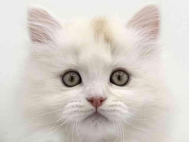 大阪府のサイベリアン (ひごペットフレンドリーららぽーとEXPOCITY店/2025年11月25日生まれ/男の子/シェルカメオ)の子猫の1枚目の画像