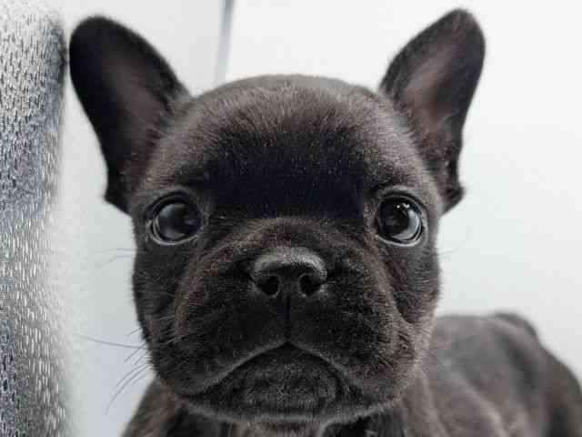 香川県のフレンチブルドッグ (ひごペットフレンドリーゆめタウン高松店/2025年11月30日生まれ/女の子/ブリンドル)の子犬